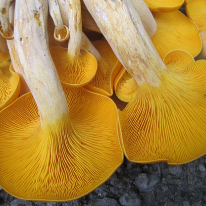 Wild Mushroom Foraging Certification Course (NH, VT) – 5-Year State-Approved Permit Training - July 11-12, 2026