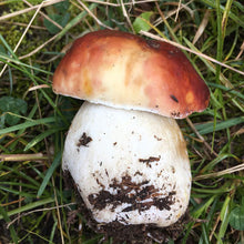 Load image into Gallery viewer, Wild Mushroom Food Safety Certification TIER 1 - NEW HAMPSHIRE - OCT 9, 2023