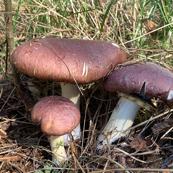 *Pre-Order* Wine Cap “Stropharia rugoso-anulata” Living Mulch