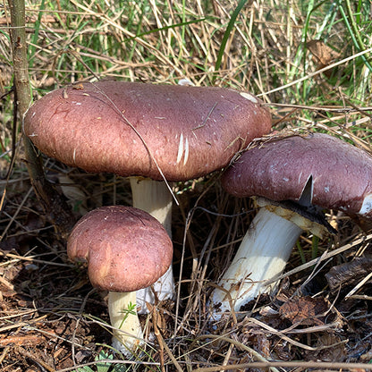 *Pre-Order* Wine Cap “Stropharia rugoso-anulata” Living Mulch