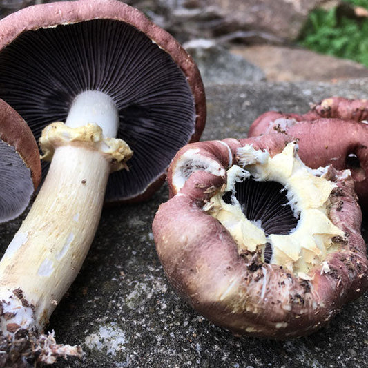 *Pre-order* King Stropharia “Clemson” - Garden Giant - (Stropharia rugoso-annulata) - 5lb