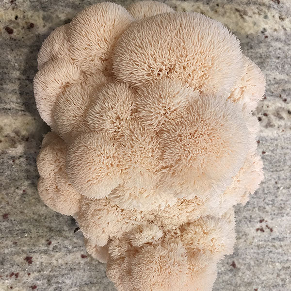 Mycomatrix Lions Mane Adaptogenic Mushroom Extract