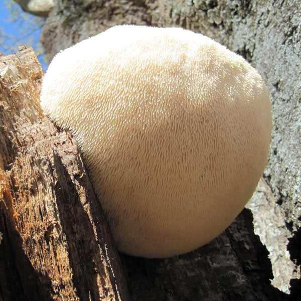 Mycomatrix Lions Mane Adaptogenic Mushroom Extract