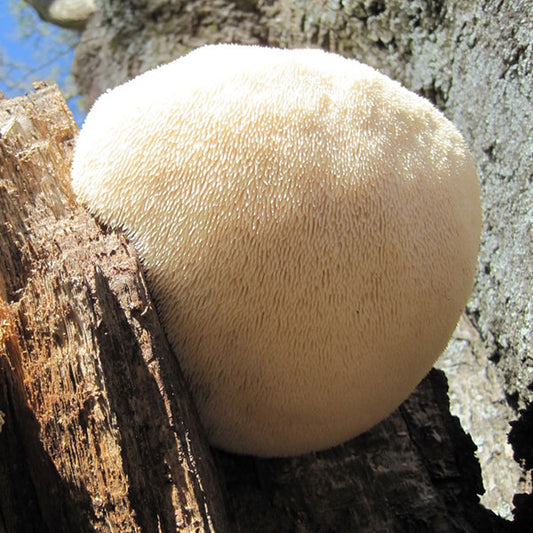 Specialty Lion's Mane Mushroom Fruiting Logs - New Product Release!