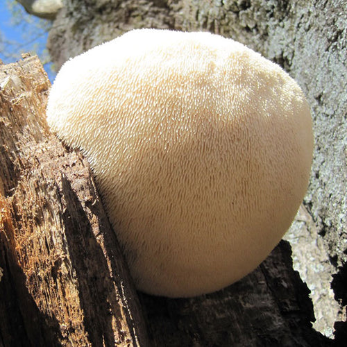 Medicinal Mushroom Mini Clinic: Discovering the healing power of mushrooms - MAY 9, 2024