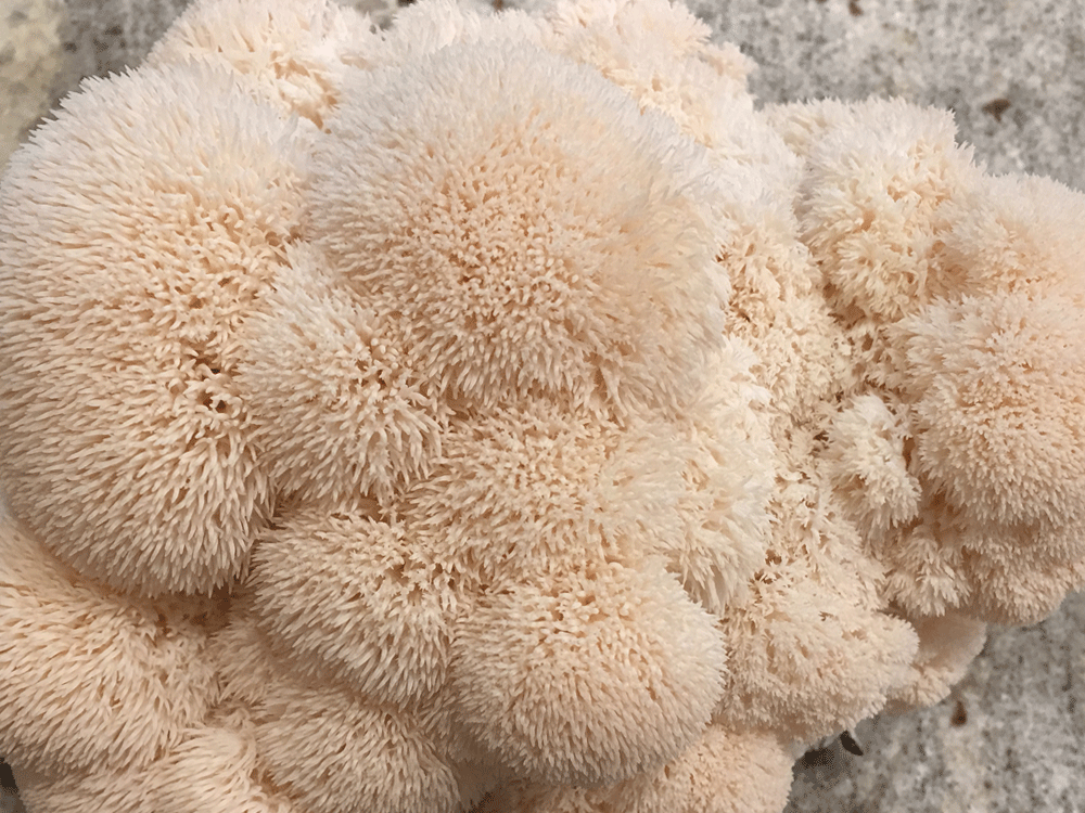 Gourmet Mushroom Collection