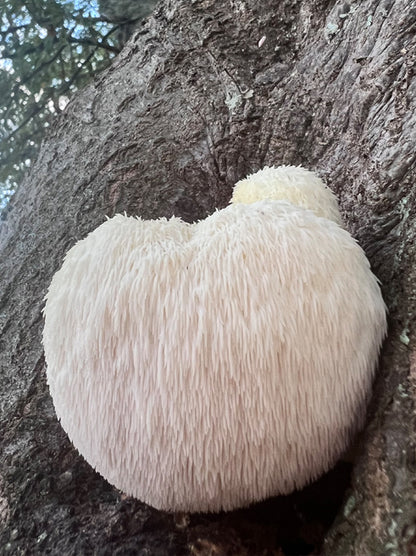 Specialty Lion's Mane Mushroom Fruiting Logs - New Product Release!