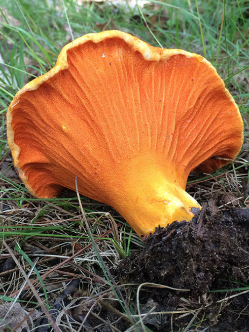 Wild Mushroom Food Safety Certification - NEW YORK - SEPT 6-7, 2025