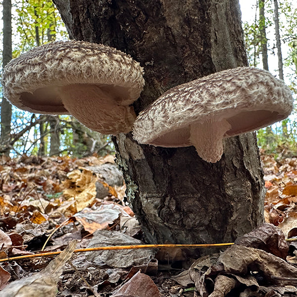 MINI CLINIC - Mushroom Log Gardening - 3/22/25