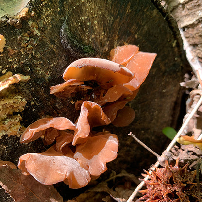 MINI CLINIC - Medicinal Mushrooms - 8/23/25