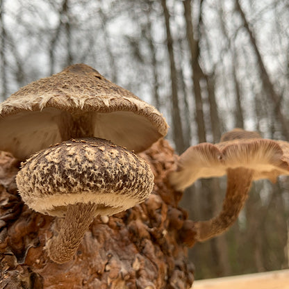 MINI CLINIC - Medicinal Mushrooms - 8/23/25