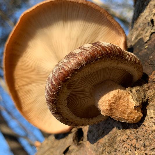 MINI CLINIC - Medicinal Mushrooms - 5/3/25