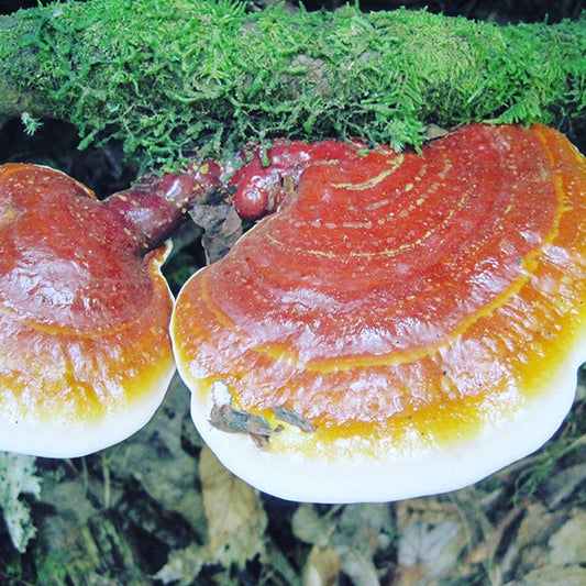 Mushroom Mountain Farm Tour | April 23, 2026 – Easley, SC