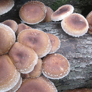 Growing Mushrooms on Logs at Holly Springs Center - 3/29/25 - 10:00AM - 12:00PM