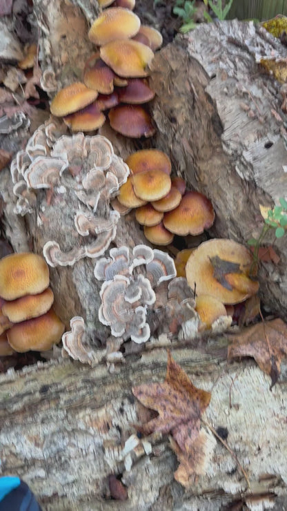 Chestnut Fungus Sawdust Spawn - (Pholiota adiposa) - 5lb