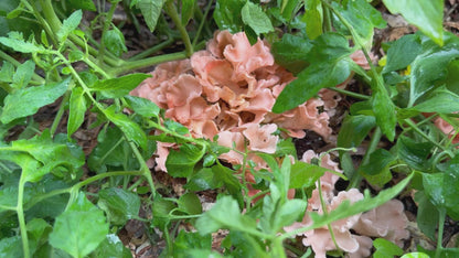 Pink Oyster MycoGarden Fruiting Kit  - (Pleurotus ostreatus)
