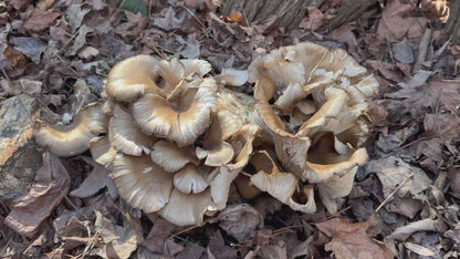 Oyster (Pleurotus spp.) Mushroom Fruiting Log