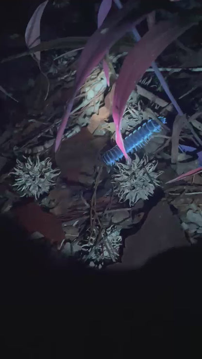 UV Night Hike: Mushrooms, Glowing Plants & Fluorescent Forest Life