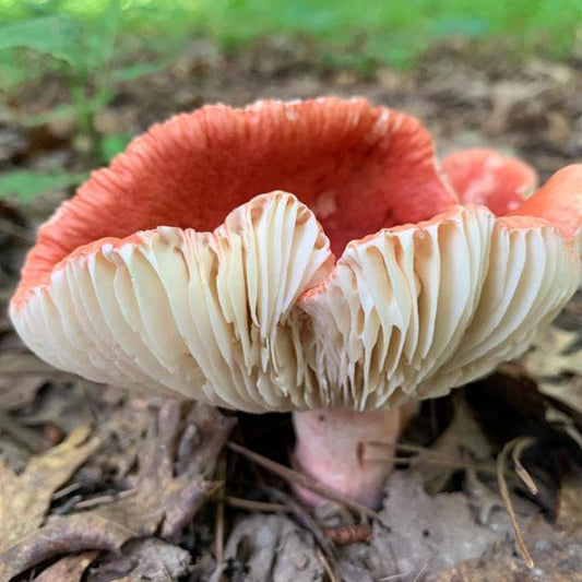 Wild Mushroom Food Safety Certification - NEW YORK - SEPT 6-7, 2025 - VIRTUAL