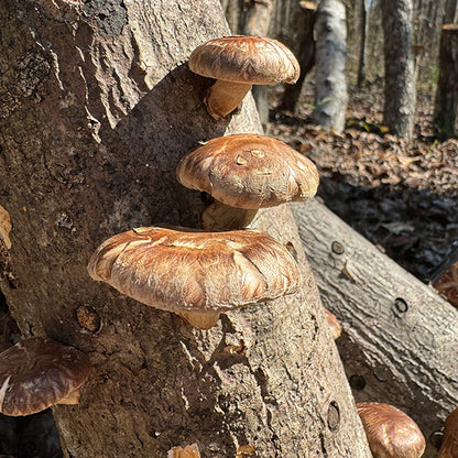 MINI CLINIC - Mushroom Log Gardening - 3/22/25