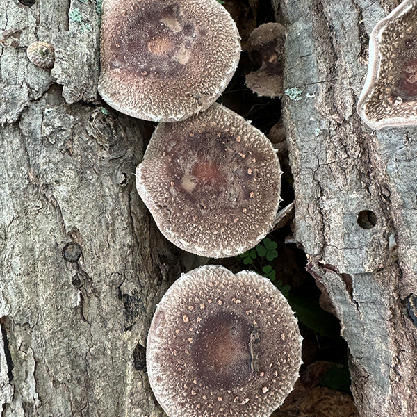 MINI CLINIC - Mushroom Log Gardening - 3/22/25