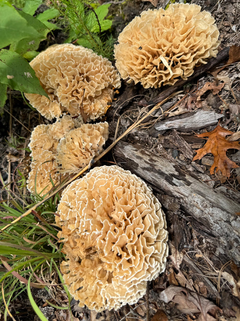 Wild Mushroom Food Safety Certification - SOUTH CAROLINA - APR 5-6, 2025