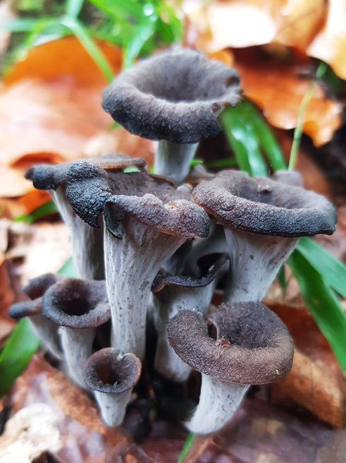 Wild Mushroom Food Safety Certification - GEORGIA - AUG 23-24, 2025