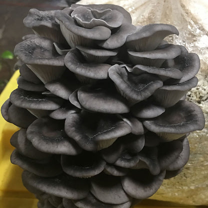 Warm Blue Oyster MycoGarden Fruiting Kit  - (Pleurotus ostreatus)