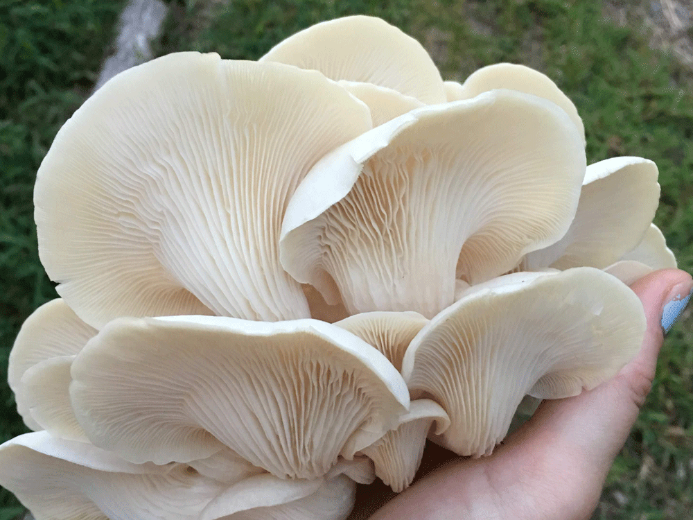 MyShroomyGarden Refill Kit