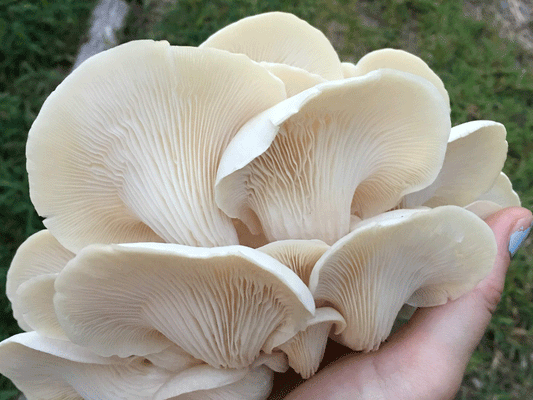 MyShroomyGarden Refill Kit