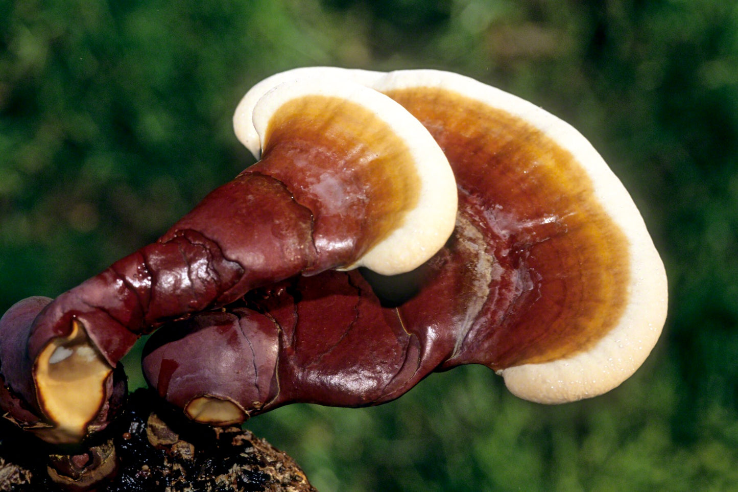 DRIED REISHI MUSHROOMS