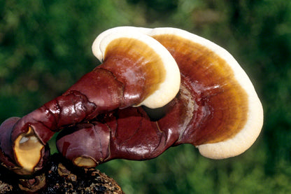 DRIED REISHI MUSHROOMS