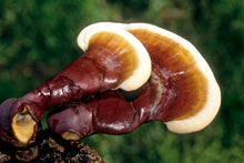 Load image into Gallery viewer, DRIED REISHI MUSHROOMS