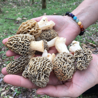 DRIED MOREL MUSHROOMS