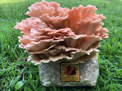 Oyster Mushroom Sawdust Spawn  - (Pleurotus spp.) - 5lb