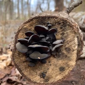 Wood Ear Plug Spawn (Auricularia polytricha)