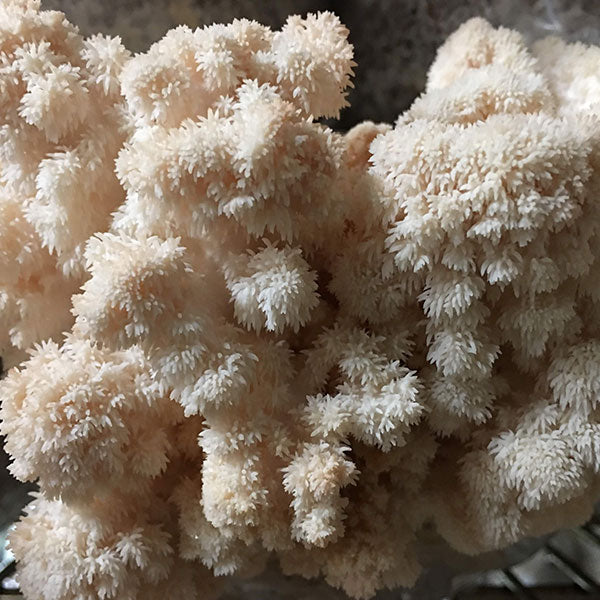 Lion's Mane Mushroom Plug Spawn - (Hericium spp.)