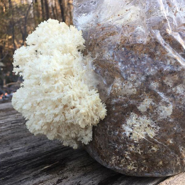 Lion's Mane Sawdust Spawn - (Hericium spp.) - 5lb