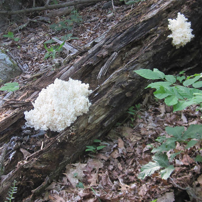 Lion's Mane Mushroom Plug Spawn - (Hericium spp.)