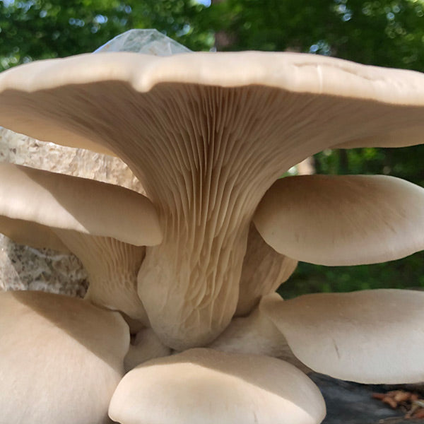 Oyster Mushroom Sawdust Spawn  - (Pleurotus spp.) - 5lb