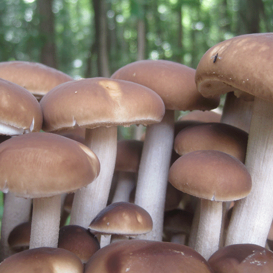 Black Poplar "Piopinno" Sawdust Spawn - (Agrocybe aegerita)