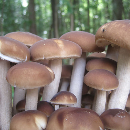 Black Poplar "Piopinno" Plug Spawn - (Agrocybe aegerita)