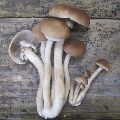 Black Poplar "Piopinno" Sawdust Spawn - (Agrocybe aegerita)