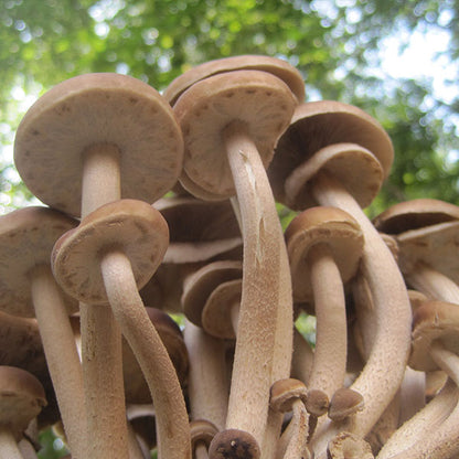 Black Poplar "Piopinno" Plug Spawn - (Agrocybe aegerita)