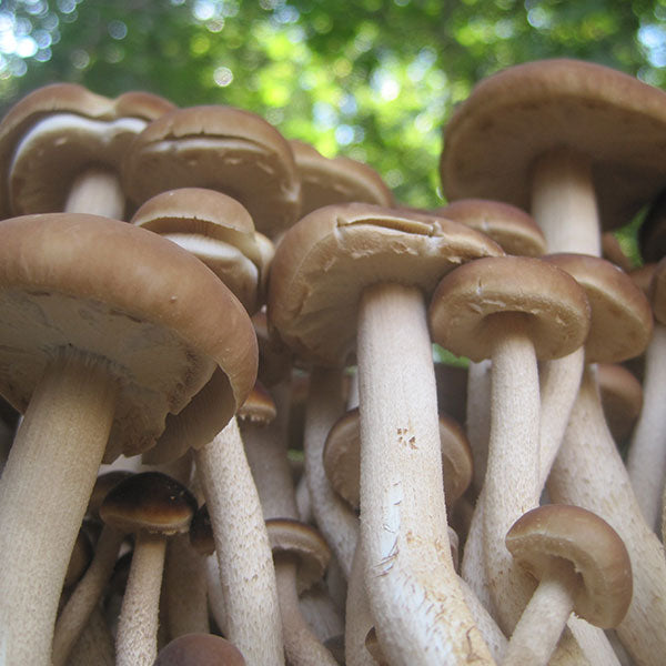 Black Poplar "Piopinno" Plug Spawn - (Agrocybe aegerita)