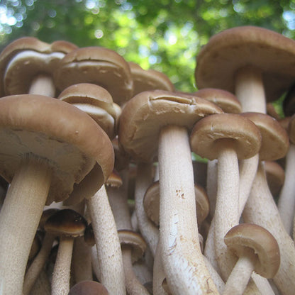 Black Poplar "Piopinno" Plug Spawn - (Agrocybe aegerita)