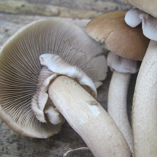 Black Poplar "Piopinno" Plug Spawn - (Agrocybe aegerita)