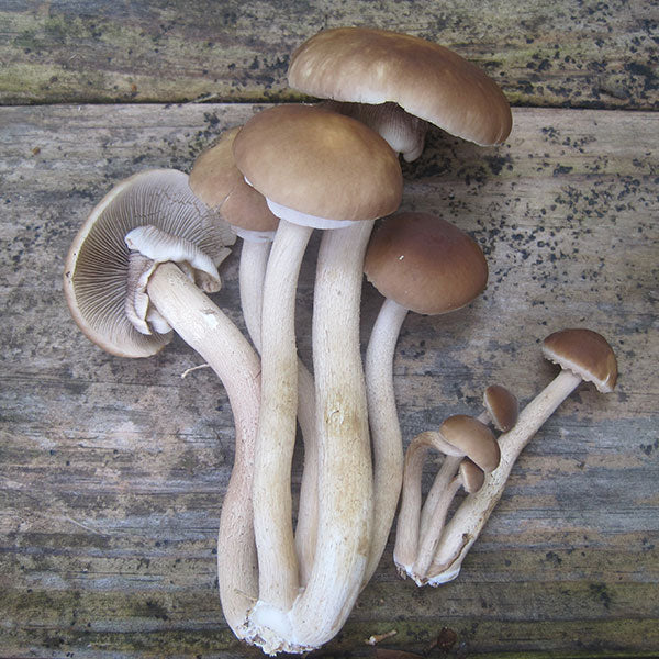 Black Poplar "Piopinno" Plug Spawn - (Agrocybe aegerita)