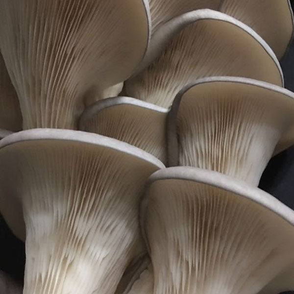 Oyster Mushroom Plug Spawn - (Pleurotus spp.)