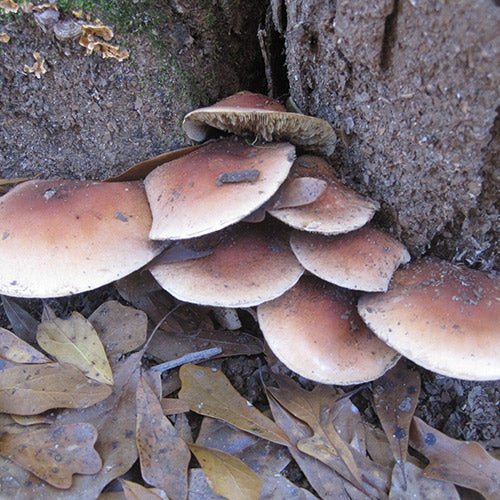 Bricktop MycoGarden Fruiting Kit - (Hypholoma lateritium)